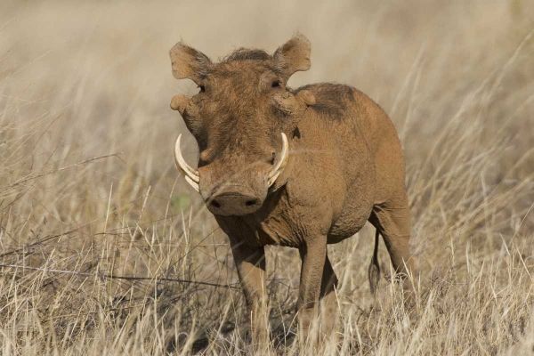 Kenya Frontal view of male warthog with tusks